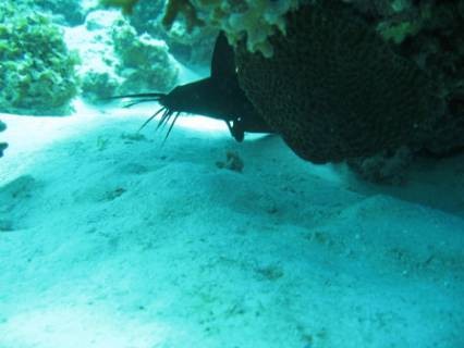 Diving Sabang beach (Oriental Mindoro) january 2014